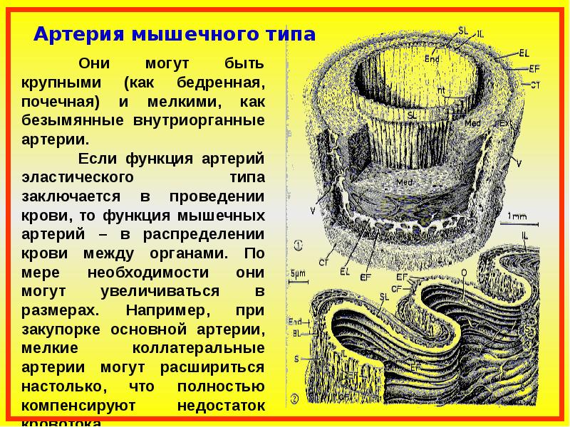 К артериям мышечного типа относится. Функции артерий мышечного типа. Артерии мышечно-эластического типа.