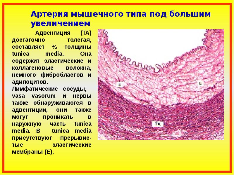 Артерии мышечно эластического типа