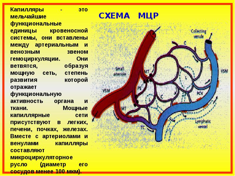 Схемы вебера ангиология