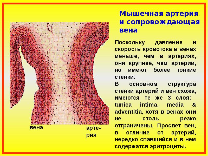 Мышцы артерий