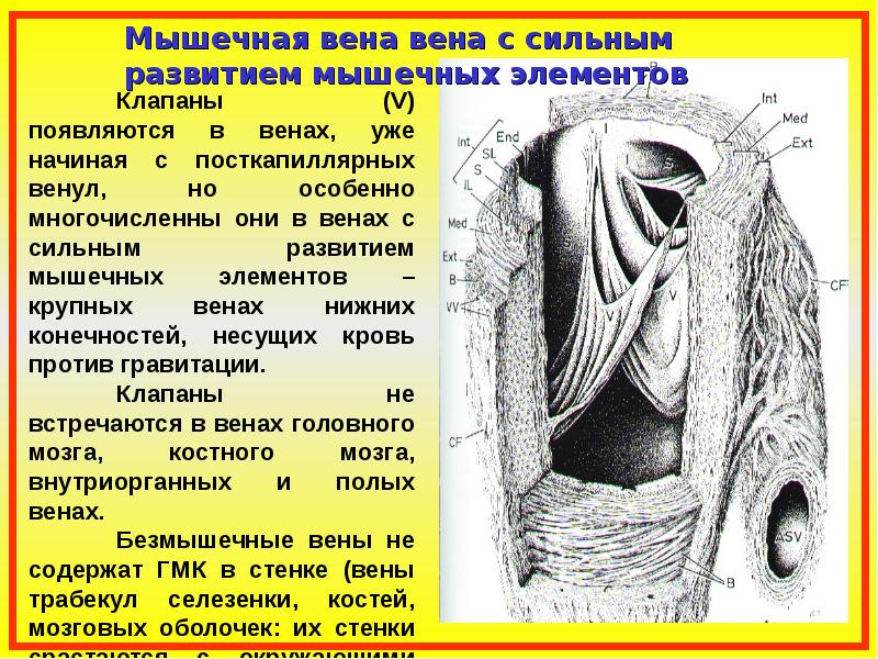 Мышцы вен. Вена с сильным развитием мышечных элементов. Вены мышечного типа с сильным развитием мышечных элементов. Вены с сильно развитыми мышечными элементами.