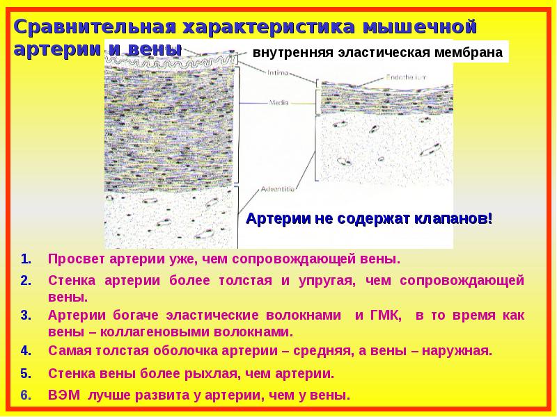 Наружная эластическая мембрана присутствует в стенке