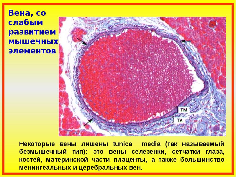 Вены селезенки по строению стенки относятся к венам