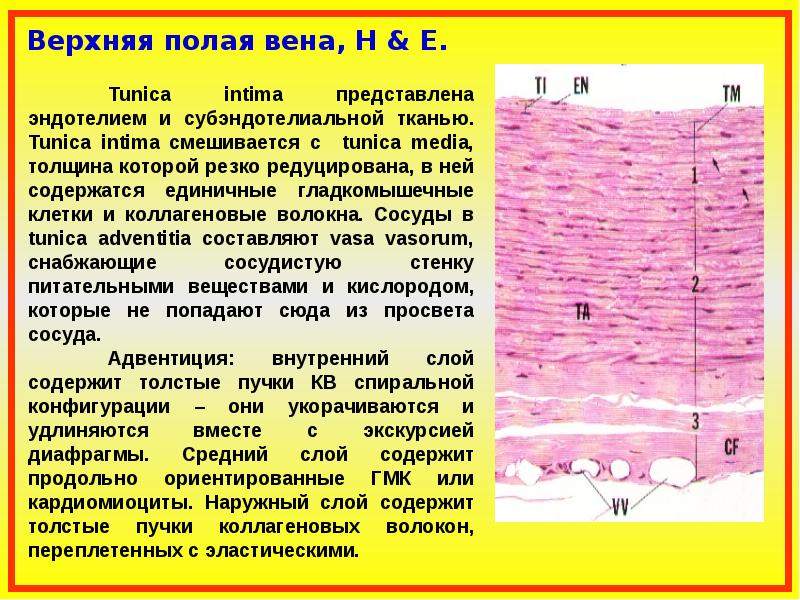 Вены селезенки по строению стенки относятся к венам безмышечного типа