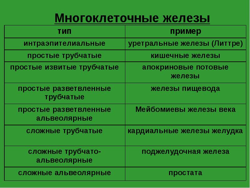 Наличие зеленый. Простые и сложные железы примеры. Тип железы. Трубчатые железы примеры. Простые железы.