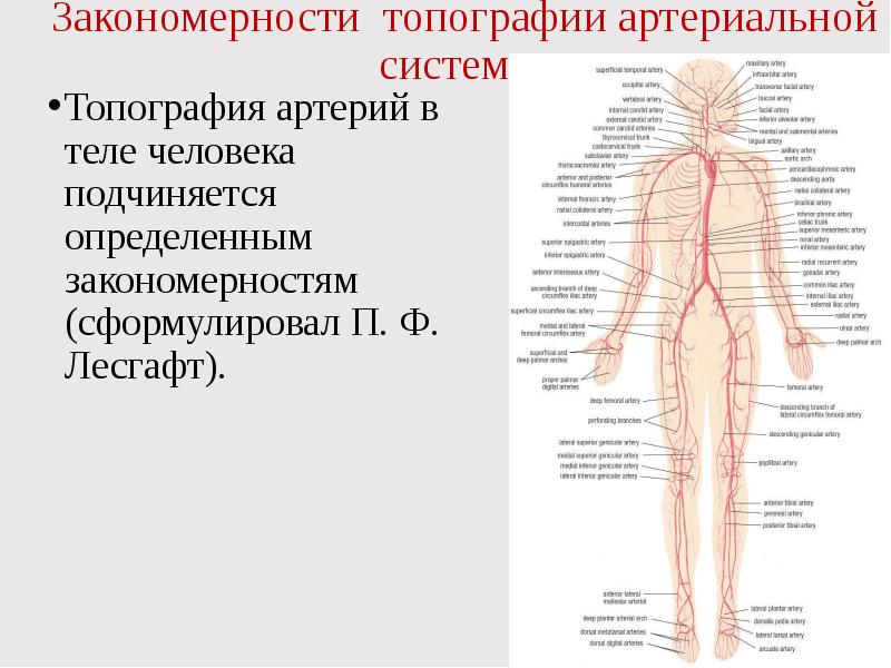 Артерии в организме схема