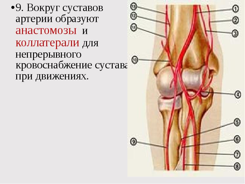 Кровоснабжение коленного сустава схема