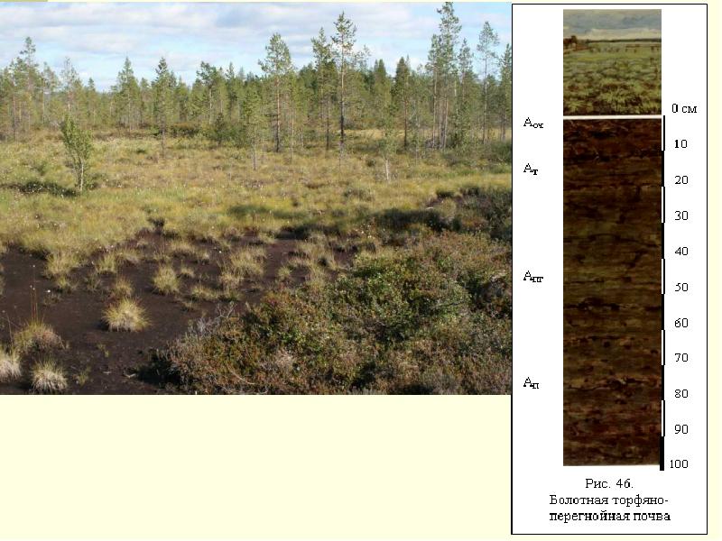 Торфяно болотные почвы фото