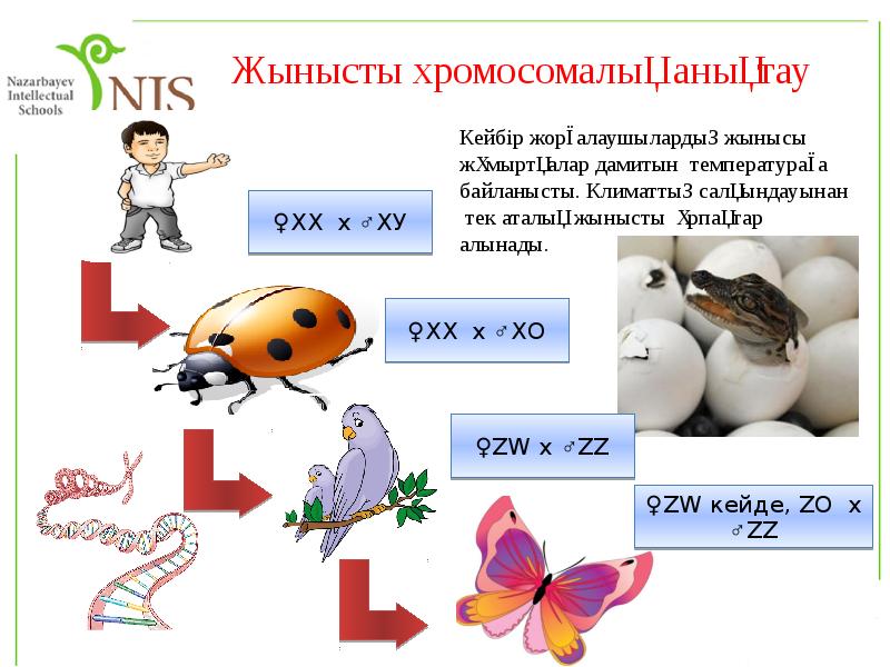 Тұқымқуалаушылық пен өзгергіштік заңдылықтары презентация