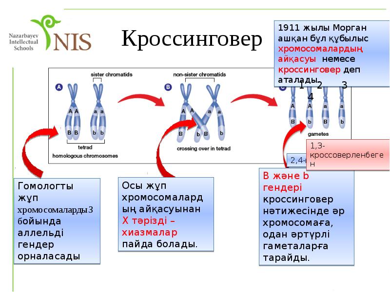 Тұқымқуалаушылық пен өзгергіштік заңдылықтары презентация