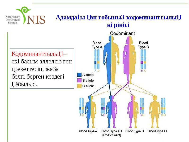 Тұқымқуалаушылық пен өзгергіштік заңдылықтары презентация