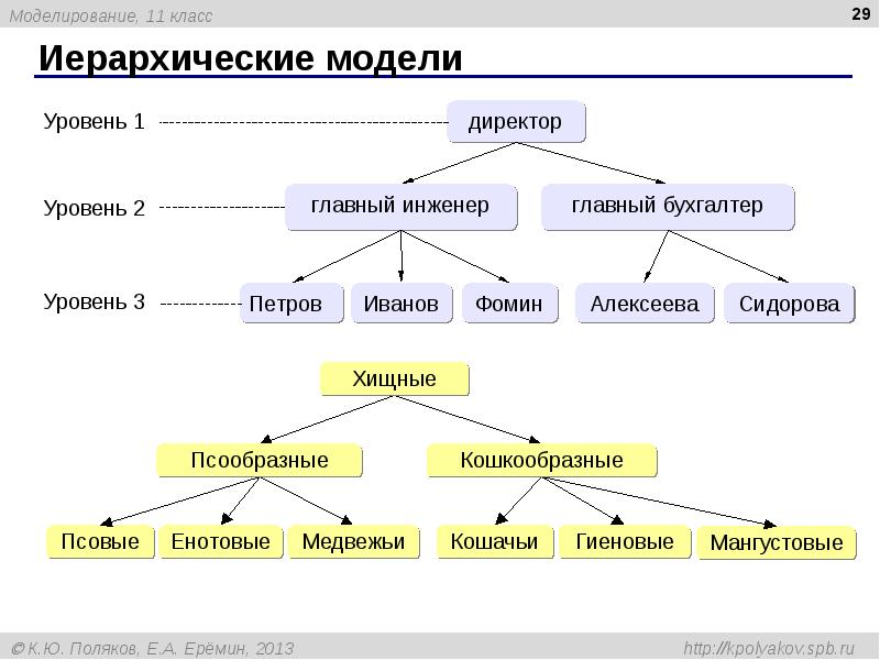 Иерархия в биологии схема