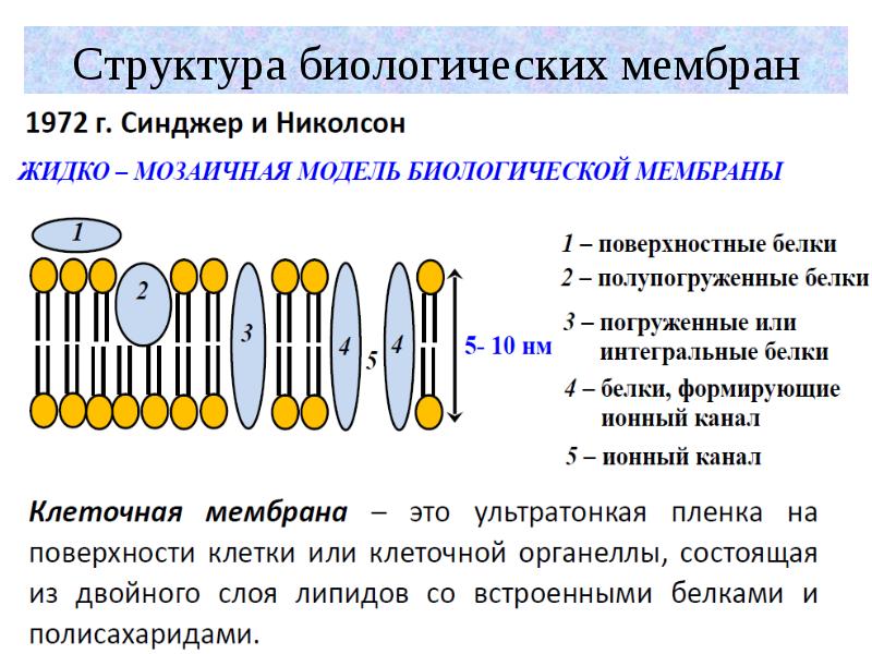 Функцией изображенной на рисунке молекулы является транспорт веществ