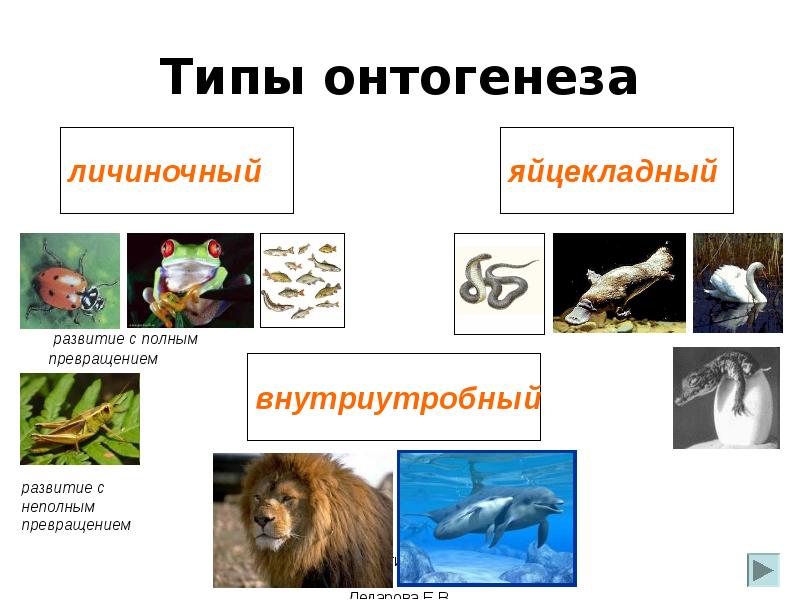 Онтогенез животных презентация