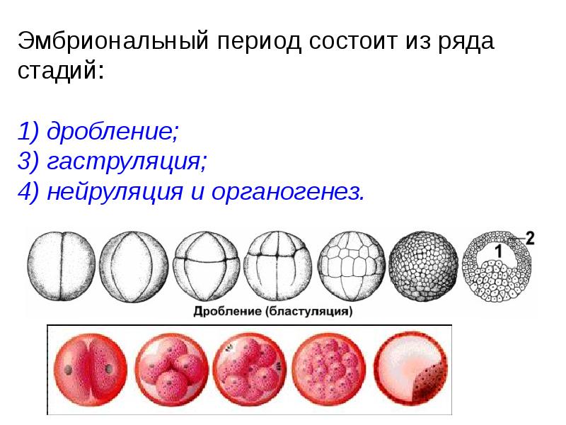 Этап дробления в эмбриональном периоде. Онтогенез гаструляция. Стадия оплодотворения дробления схема. Эмбриональный период развития дробление. Дробление бластула гаструла.