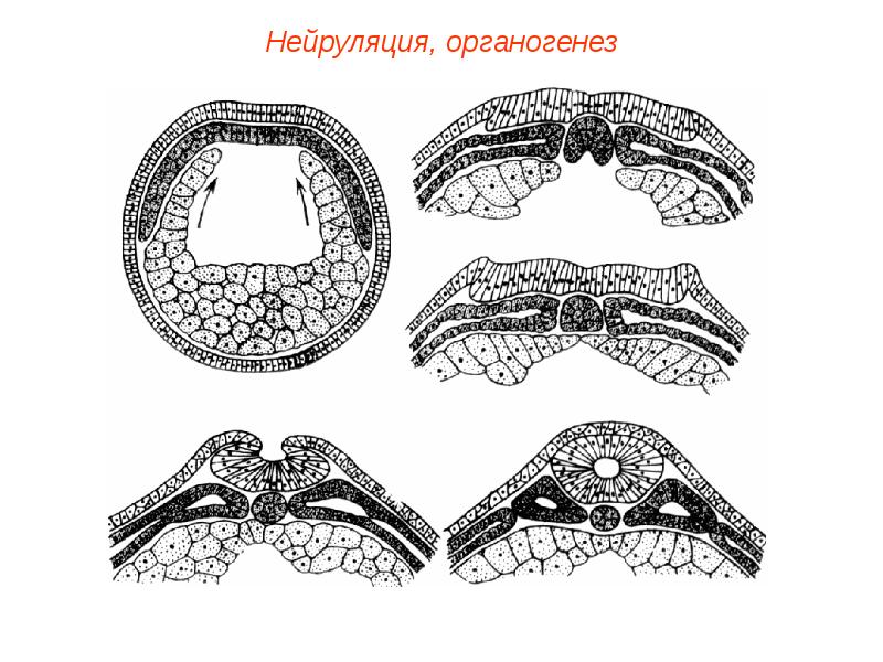 Дробление органогенез