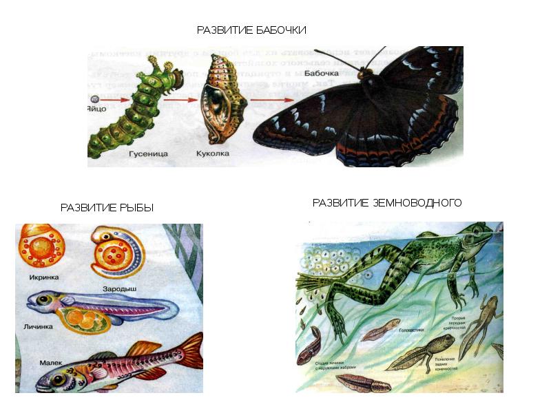 B по рисункам определите типы онтогенеза организмов