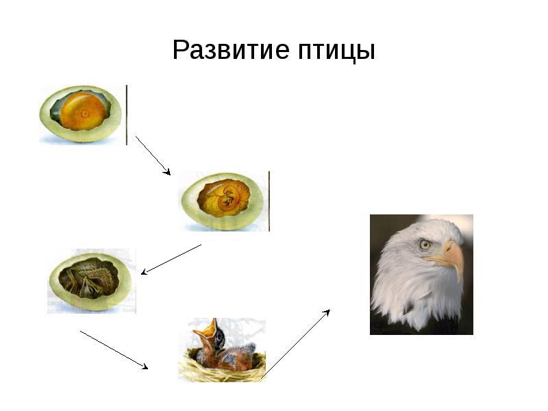 Развитие птиц презентация 1 класс чудинова