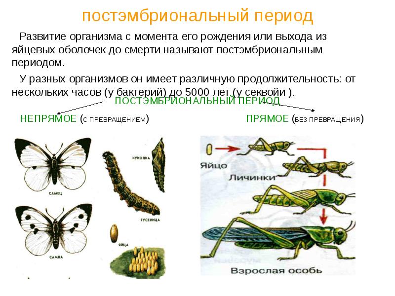 На рисунке изображены стрекозы в разный период онтогенеза