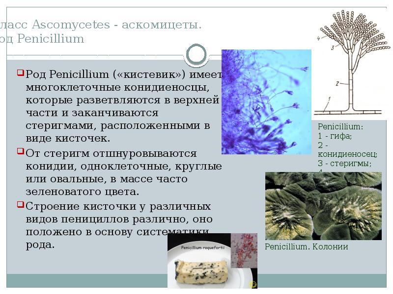 Микроскопические грибы презентация