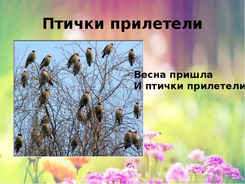 Изменения в жизни птиц весной. Птицы прилетели. Птицы прилетели для дошкольников.
