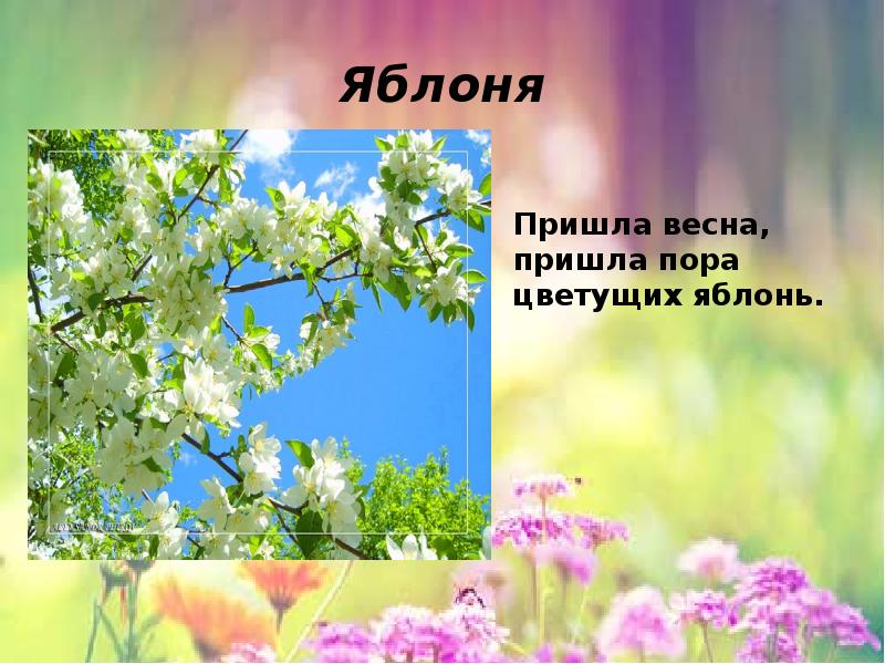 А когда придет пора цветения пусть они. А когда придет пора цветения пусть они