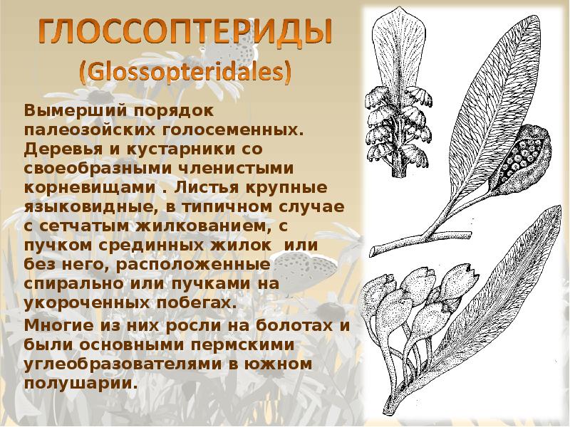 Предки голосеменных. Семенные папоротники голосеменные. Семенные папоротники голосеменные. Семенные папоротники триасового периода. Происхождение голосеменных растений.