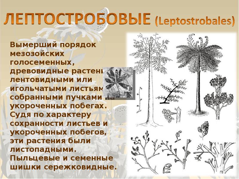 древние голосеменные. предки голосеменных растений. древних голосеменных. когда появились голосеменные растения. иголки голосеменных растений.