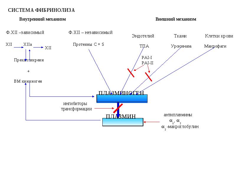 Схема фибринолиза физиология