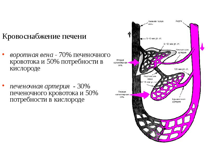 Синдром острой токсической печеночной недостаточности презентация