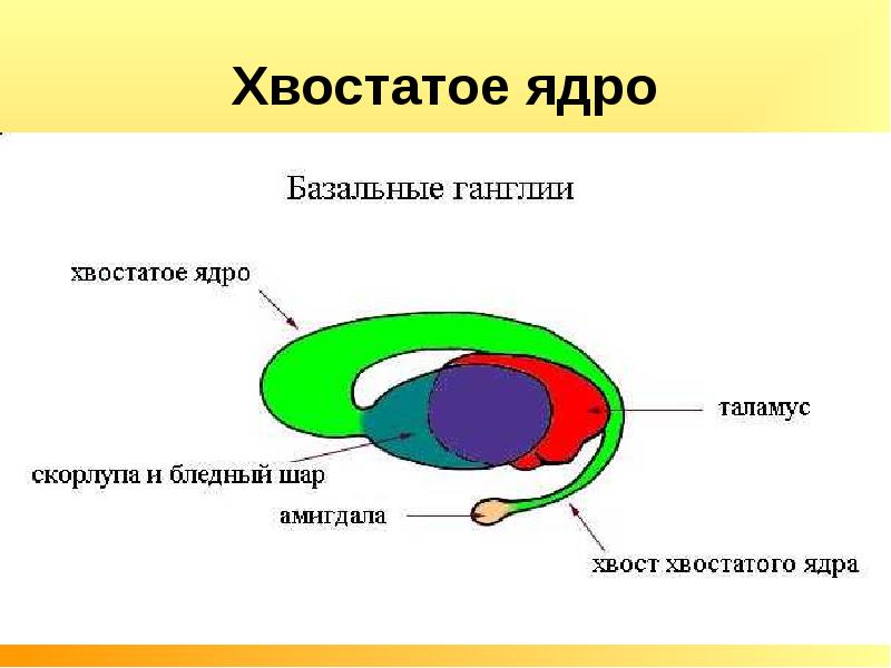 Головка хвостатого ядра образует стенку