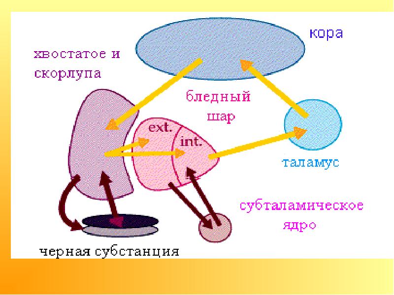 Схема стриопаллидарной системы