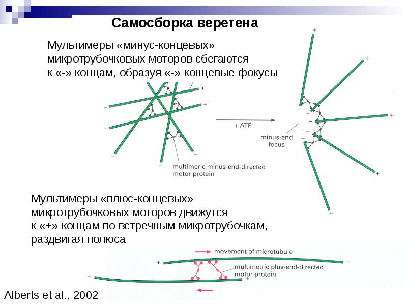 Нарушение клеточного цикла с помощью микротрубочковых ядов