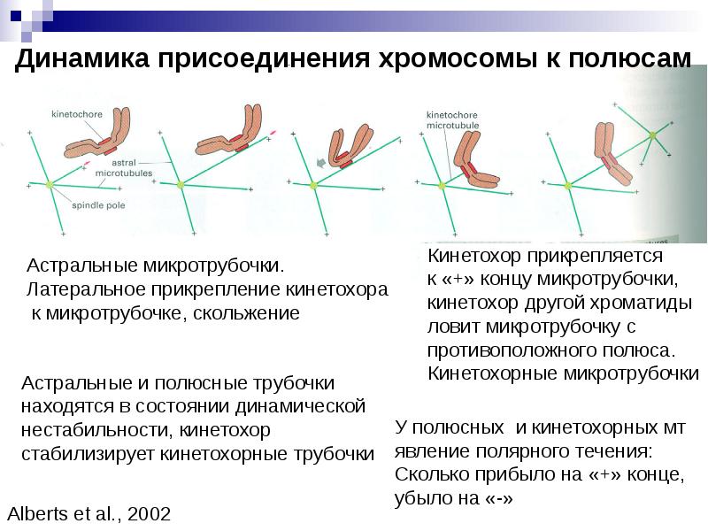 Подготовка цикла. Кинетохорные. Прикрепление микротрубочек к кинетохорам. Кинетохорные полюсные астральные. Присоединенные хромосомы.