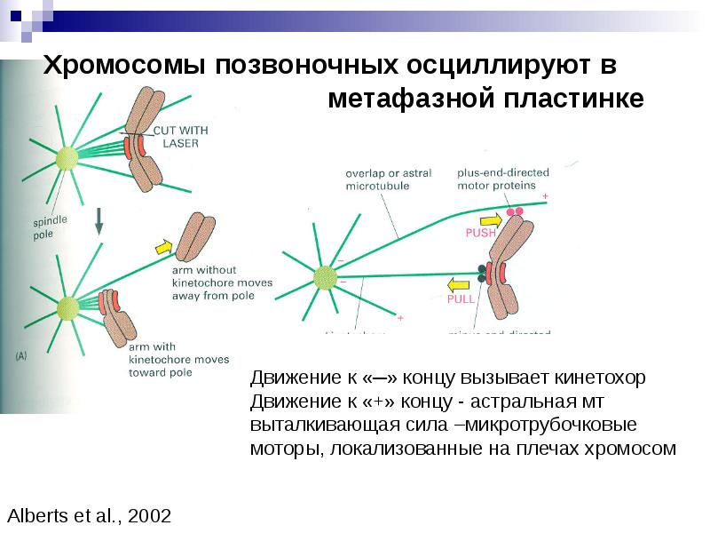 Метафазная пластинка. Метафазная пластинка хромосом. Подготовка клетки к делению. Метафазная пластинка генетика. Метафазная пластинка животной клетки.