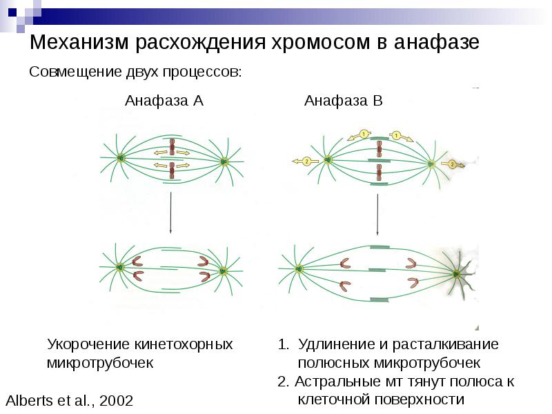 Процесс расхождения хромосом. Расхождение хромосом. Анафаза процессы. Расхождение хромосом в анафазе. Хромосомные мостики в анафазе.