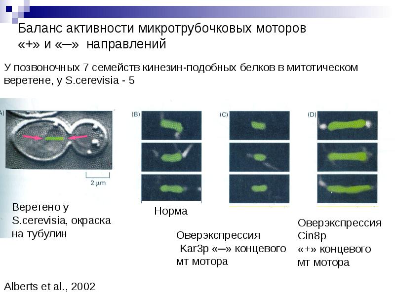 Подготовка клетки к делению. Классификация клеток в зависимости от их митотической активности. Низкая митотическая активность это в генетике. Белковые моторы веретнаэ. Микротрубочковая катастрофа.