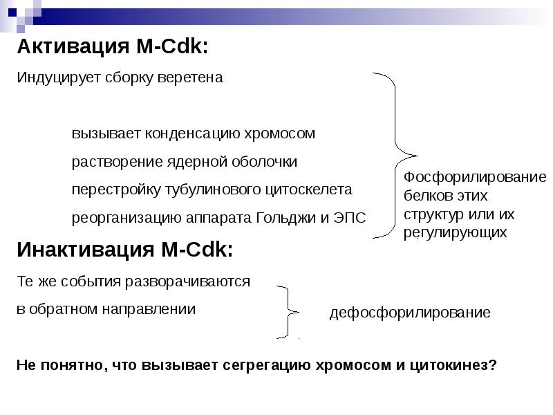 Подготовка клетки к делению. Стимулы побуждающие клетку к делению.