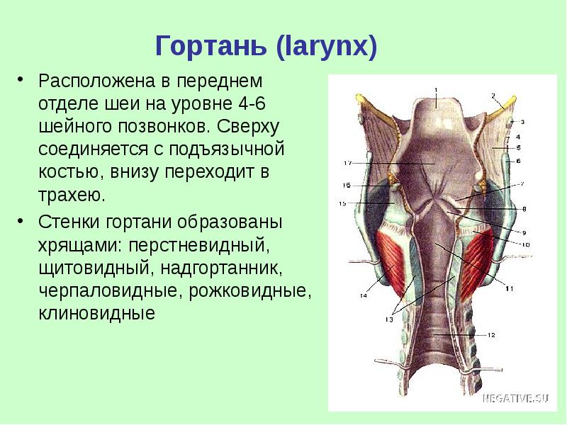 Какую функцию выполняет гортань кратко