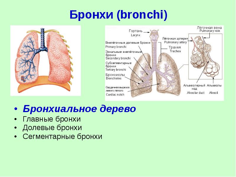 Изменения стенок бронхов