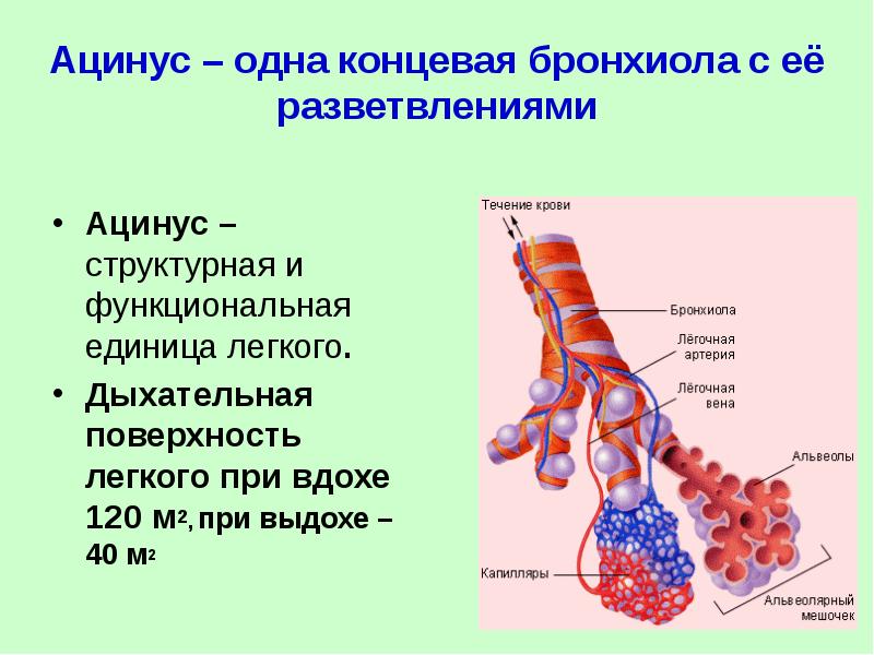 Строение альвеол рисунок