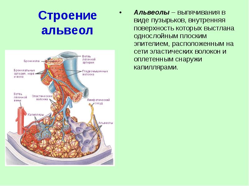 Стенка альвеол верно все кроме