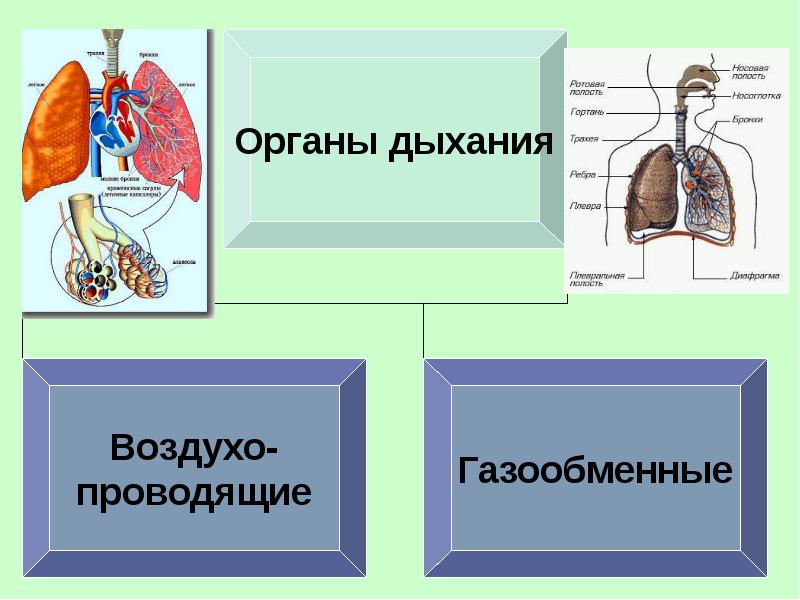 Дыхательную или газообменную функцию осуществляют. Дыхательную или газообменную функцию осуществляют