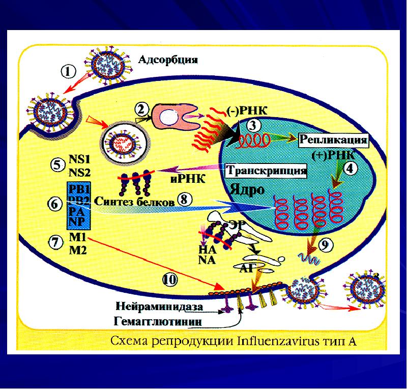 Схема репродукции вируса гриппа