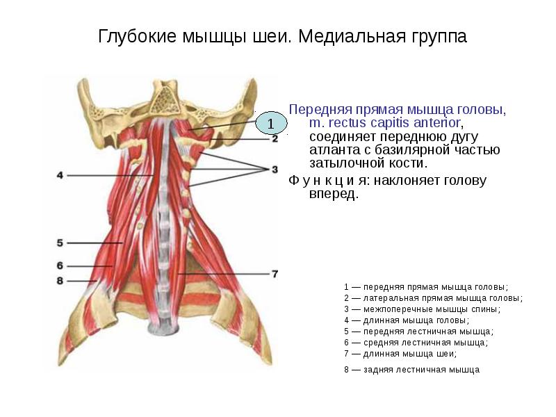 Глубокие мышцы