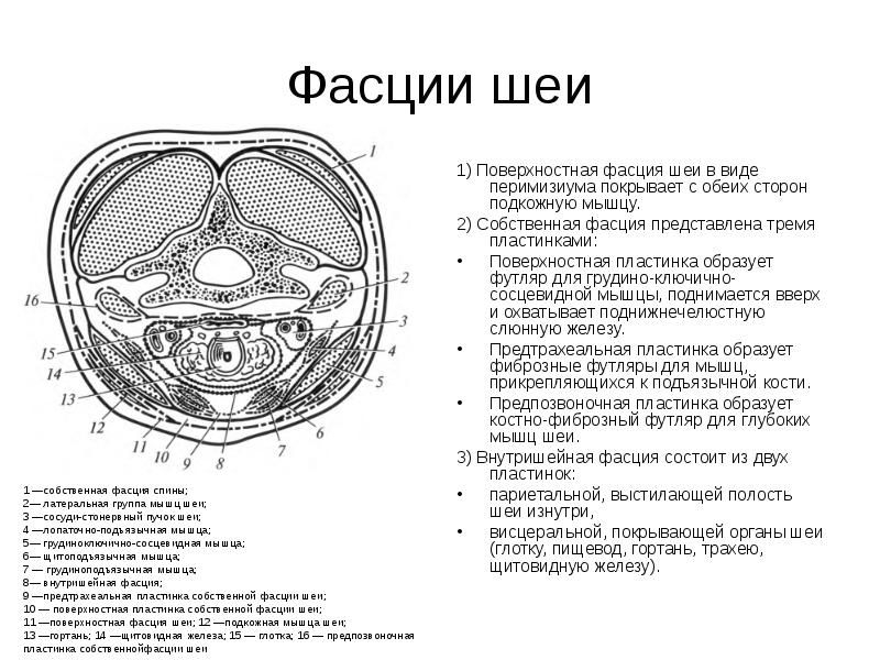 Пирогов открытия анатомия топография органов