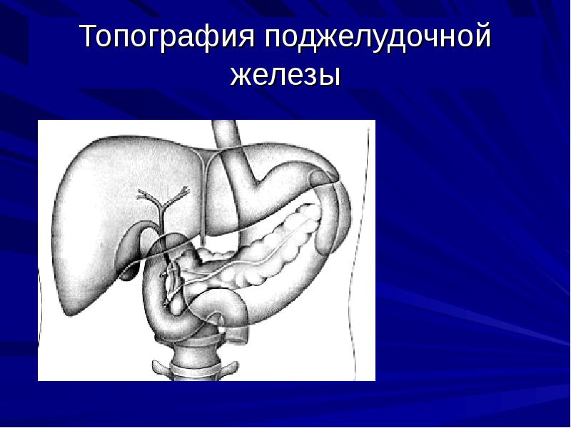 Контуры поджелудочной железы