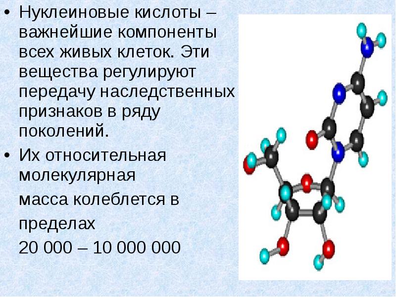 3 нуклеиновые кислоты. Нуклеиновые кислоты.