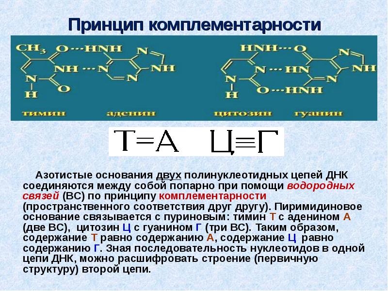 Днк и рнк презентация 10 класс химия