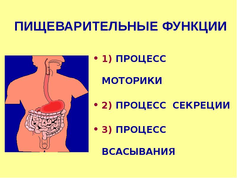 Презентация гигиена пищеварительной системы